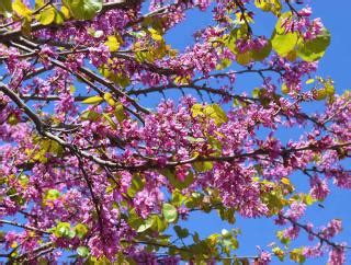 Arbre De Jud E Plantation Floraison Et Entretien