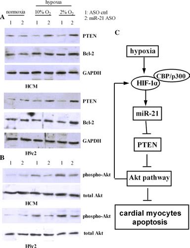 A Feedback Regulatory Loop Between Hif And Mir In Response To