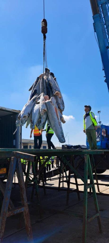 Metrik Tan Ikan Tuna Dibawa Masuk Sejak Tahun Lalu