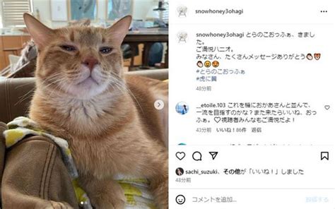 石田ゆり子、人気の愛猫が“とらのこおっふぁ”で「虎に翼」デビューへ！ ご満悦な姿降臨に視聴者「叫んじゃいました」「スターの仲間入り？」（1 2 ページ） ねとらぼ