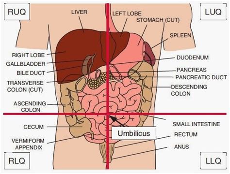 Abdominopelvic Cavity Quadrants Organs