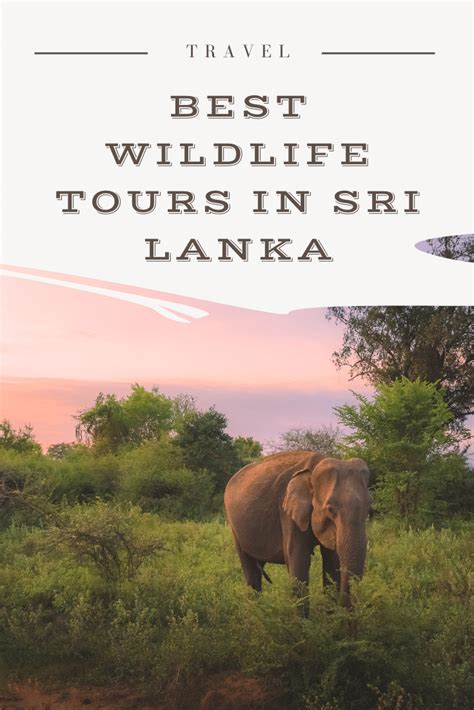 The 13 Best Wildlife Tours In Sri Lanka 2024 - Two Get Lost