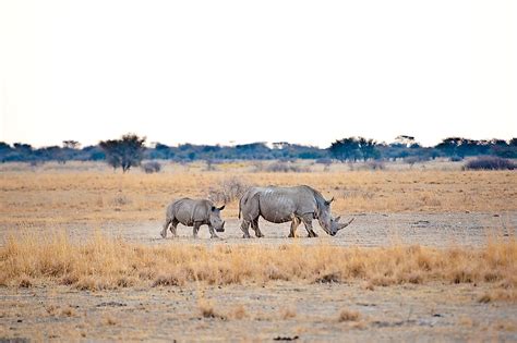 Animals Of The Kalahari Desert - WorldAtlas