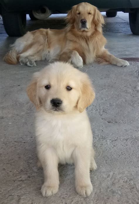 Adorable Golden Retriever Puppies