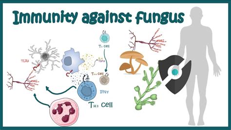 Immune Response Against Fungus Youtube