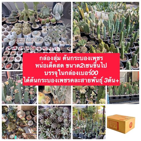 กล่องสุ่มกระบองเพชร หน่อเด็ดสด ขนาด2เซนขึ้นไป บรรจุในกล่องเบอร์00 ได้