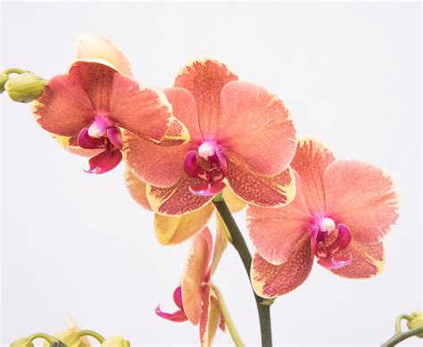 orange phalaenopsis orchid b • Telly's Greenhouse