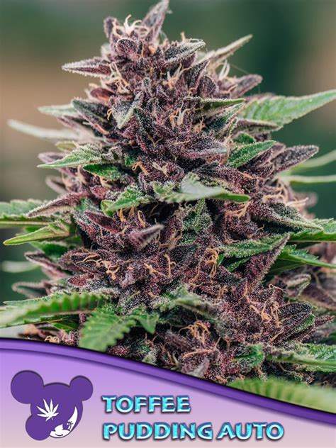 Toffee Pudding Auto - Anesia Seeds