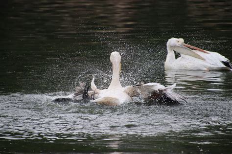 Pelícanos Aves Estanque - Foto gratis en Pixabay - Pixabay 