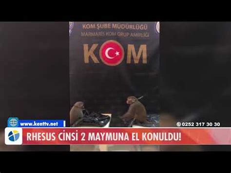 RHESUS CİNSİ 2 MAYMUNA EL KONULDU YouTube