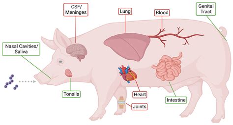 Pathogens Free Full Text Role Of Metabolic Adaptation Of