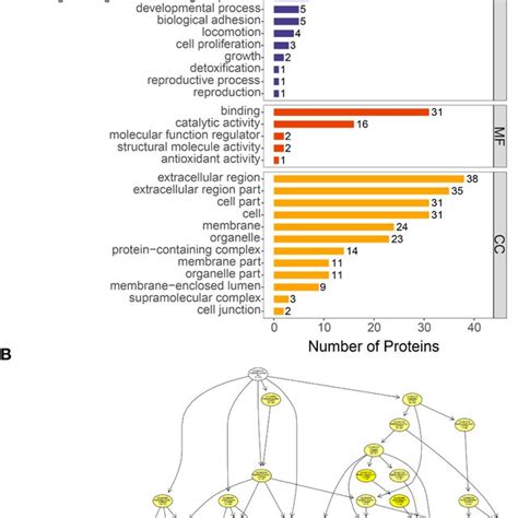 Differentially expressed proteins identified. (A) 280 differentially ... 