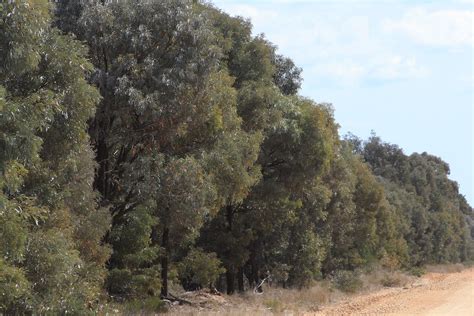 Brigalow Nature Reserve, NSW, Australia