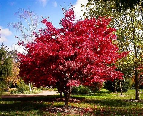 Osakazuki Japanese Maple For Sale Online | The Tree Center