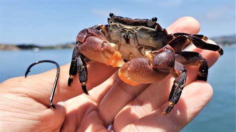 Fishing With Shore Crabs And Rubber Bands Youtube