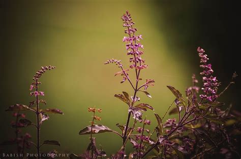 Tulsi Basil Flower Beautiful Photography Nature Tulsi Flowers