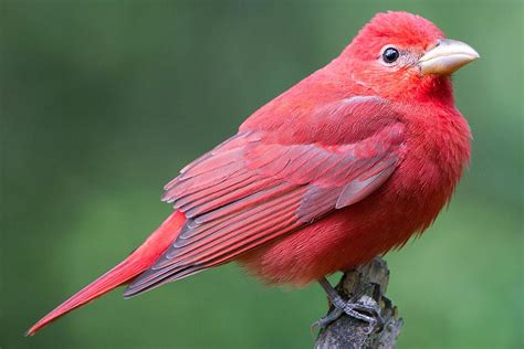 Summer Tanager - Piranga rubra - Red Birds