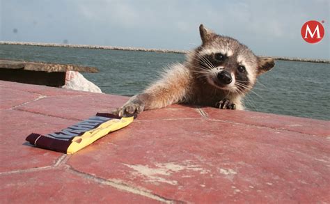 Piden A Turistas Extremar Precauciones Con Mapaches En Playa Miramar