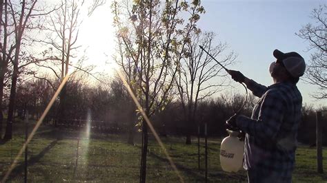 Fire Blight in the Orchard (Prevention + Treatment) - Hidden Heights Farm