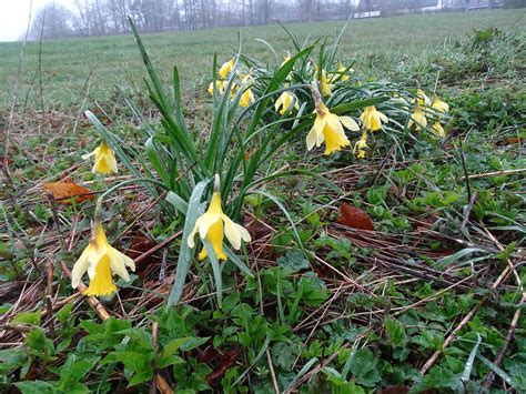 Narcissus Pseudonarcissus Gelbe Narzisse Gelbe Narzisse Flickr