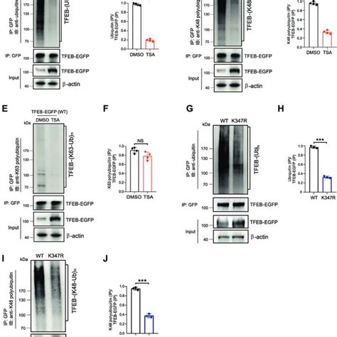 Hdac And Elp Regulate Tfeb Nuclear Translocation A And B Images