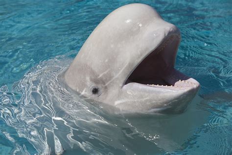 Beluga Whale In Captivity - Marineland by Darwin Wiggett