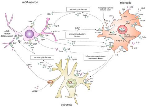 Ijms Free Full Text Microglia Mediated Neuroinflammation And