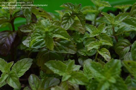 Garden Pests And Diseases Mint Leaves Having Brownblack Spots 1 By