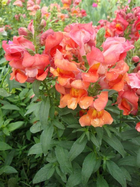 Photo Of The Bloom Of Snapdragon Antirrhinum Majus Liberty Classic