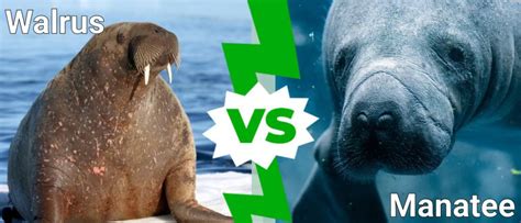 Manatee Vs Walrus: What Are the Differences? - A-Z Animals