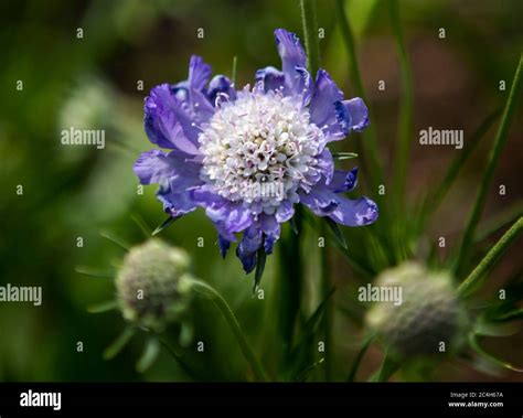 blue flower detail  blurred background stock photo alamy