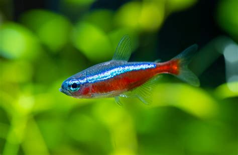 Cardinal Tetra: The Complete Care And Breeding Guide - Fishkeepingfans.com