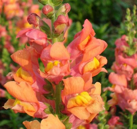 Leeuwenbek Antirrhinum Majus Mijntuin Org