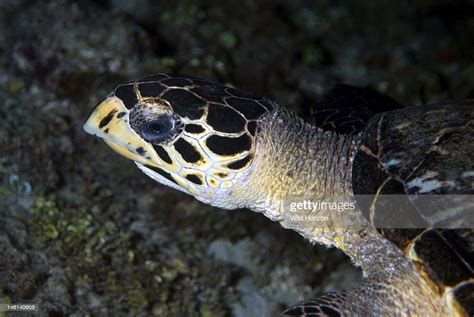 Head Of Hawksbill Turtle Showing Hawk Like Beak Eretmochelys News Photo Getty Images