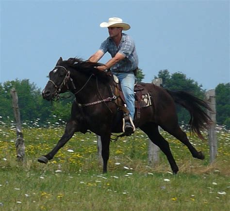 Northstar Livestock