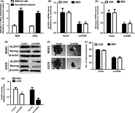 Lncrna B Galt As Recruits Hur To Promote Osteosarcoma Cells Stemness