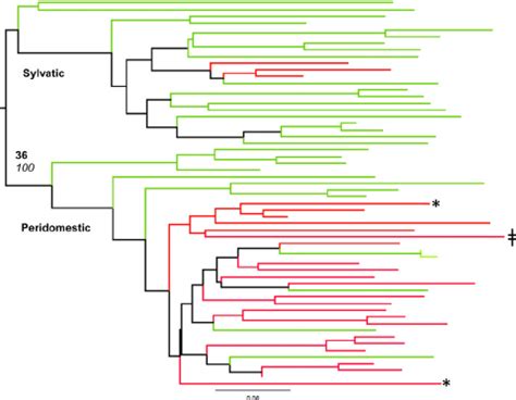 Pairwise Genetic Distance Based Neighbor Joining Tree The Dendrogram