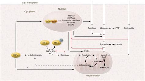 JCI HIF In The Heart Development Metabolism Ischemia And