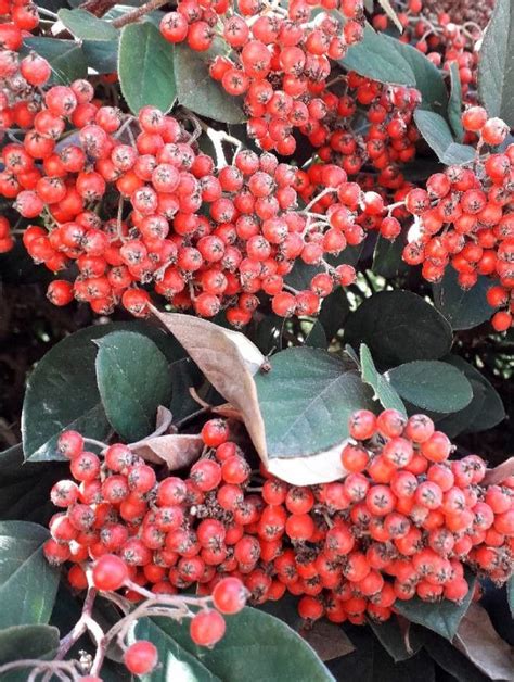 Cotoneaster Coriaceus Franch Red Cluster Berry World Flora Pl