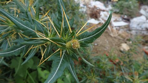 Xanthium Spinosum Common Names Spiny Cocklebur Prickly Burweed And