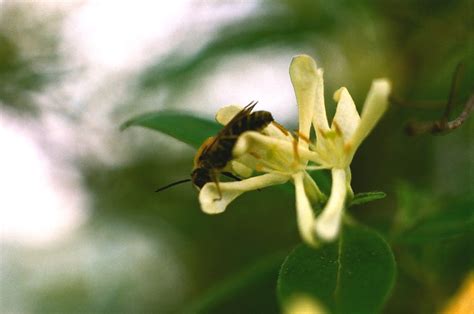 Enjoying The Nectar Nikkormat FTN Nippon Kogaku Micrro Nik Flickr