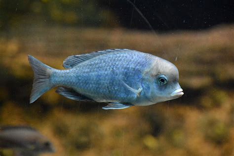 Blue Dolphin Cichlid Care Guide - Your Aquarium Place