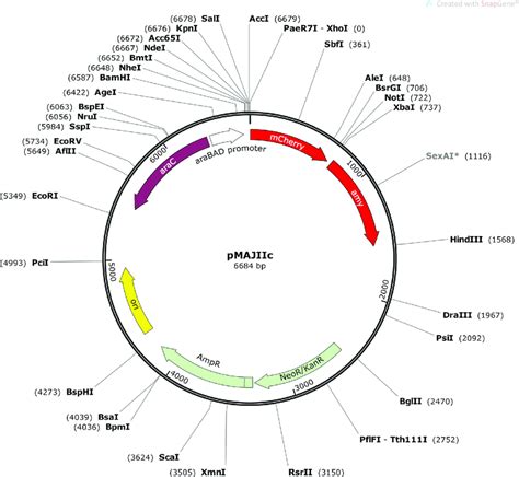 Map Of The Integrative Vector Pmajiic Ori Replication Origin Ap Neo