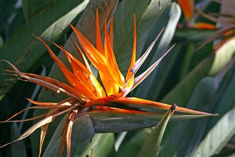 Flowering Strelitzia Flower Open - Free photo on Pixabay - Pixabay