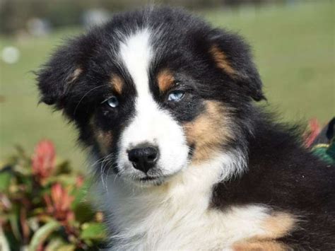 3 chiots mâles Bergers Australiens tricolores LOF à vendre Petite