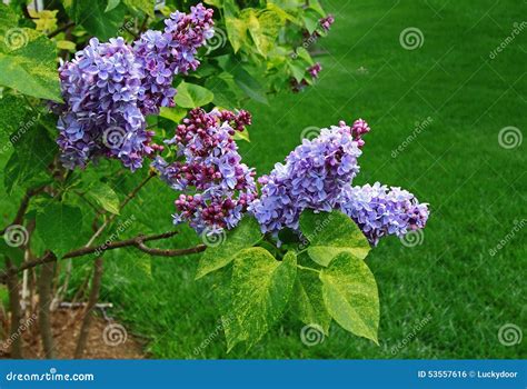 Lilac Tree Blossom stock photo. Image of leaf, petals - 53557616