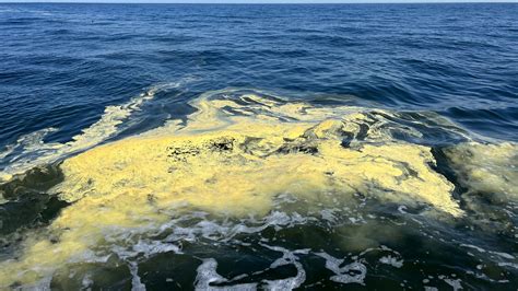 Residents are complaining about the extreme dc pollen levels 6