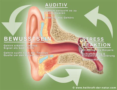 Tinnitus natürlich heilen Heilkraft der Natur