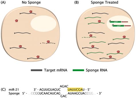 Microrna Sponges Progress And Possibilities