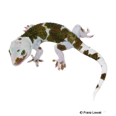 Tokay Gecko Pied Gekko Gecko Pet Wiki